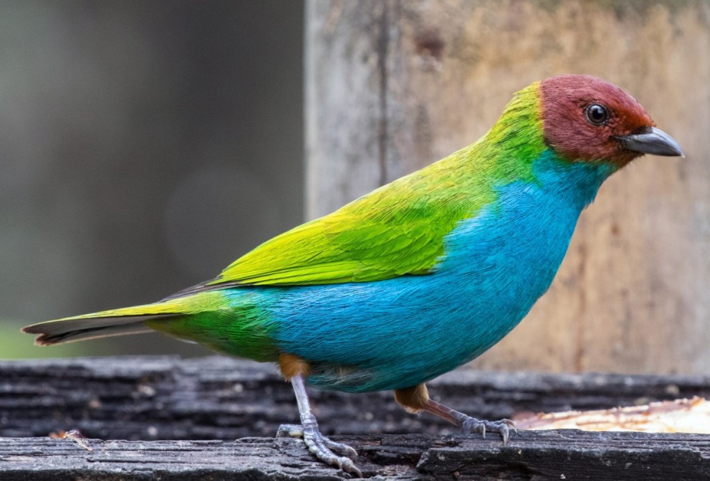 Birding in Medellin Day&nbsp;2