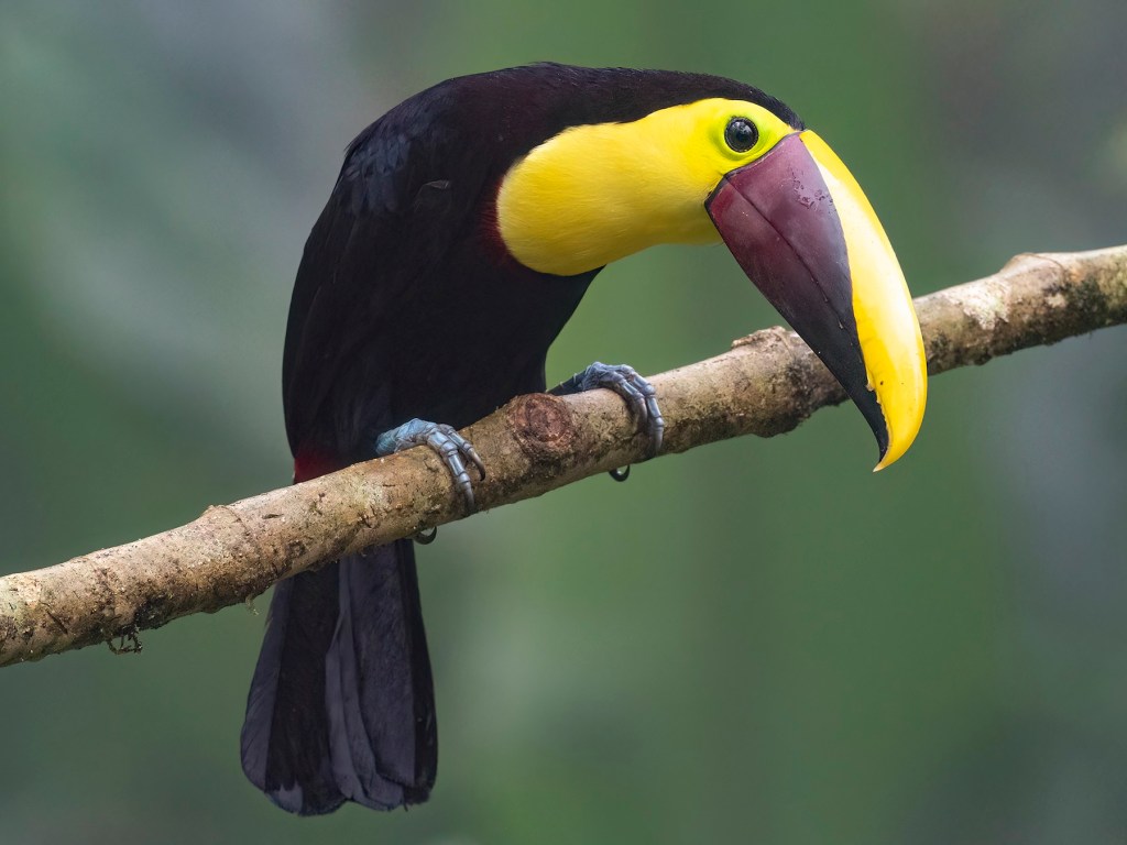 San Cipriano:  A bonus&nbsp;adventure